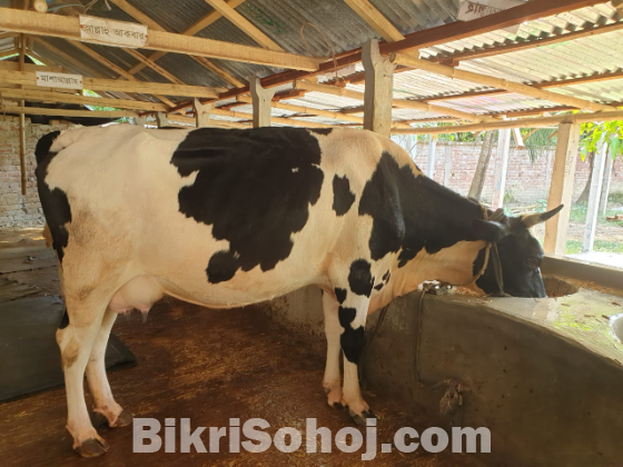 Frisian cow